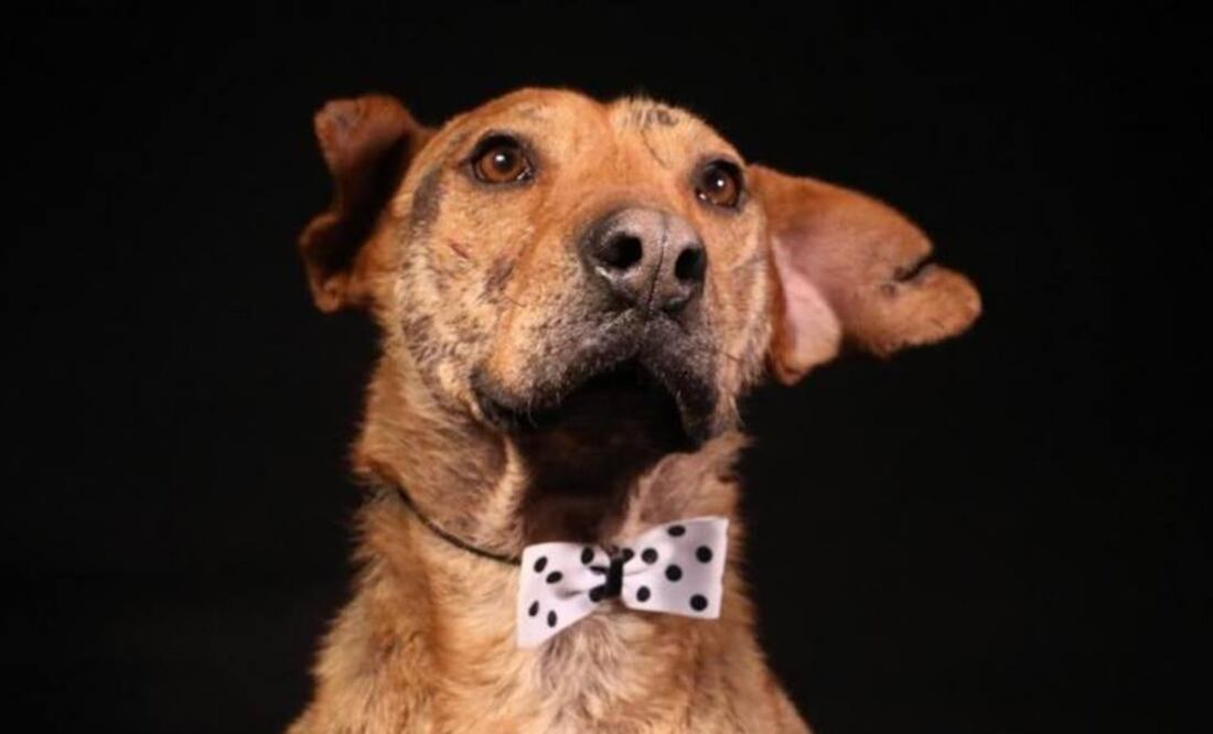 Serafín es un perro criollo, tiene 6 años, vive en Bogotá (Foto: El Tiempo / GDA / Colombia)