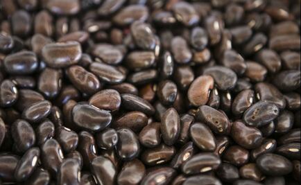 Un proteína podría combatir el virus que ataca al frijol 