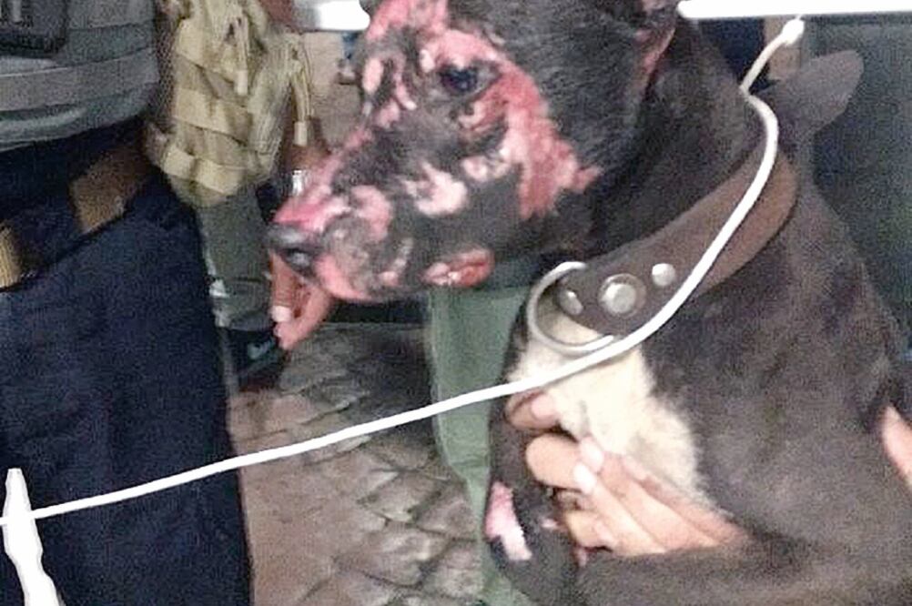 Ecatepec y 28 municipios firmaron el convenio Bienestar Animal sobre responsabilidad y mascotas. (ESPECIAL)