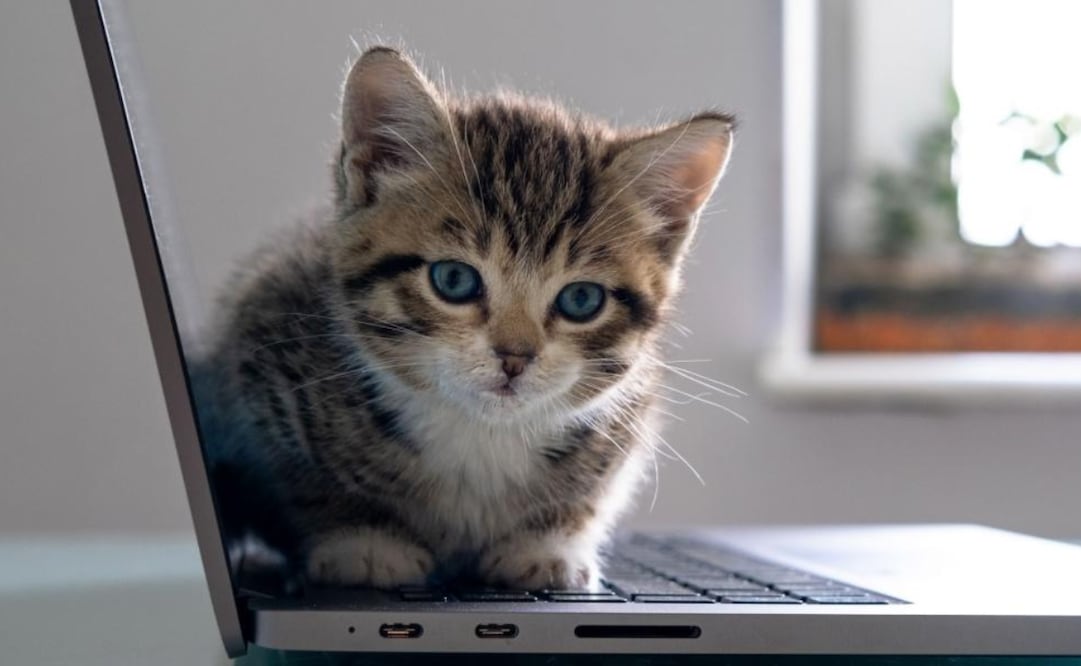 Conoce lo que significa cuando tu gato se acuesta sobre tus cosas. Foto: Cats.com