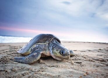 69 turtles and 1 dolphin found dead on Mexican beach