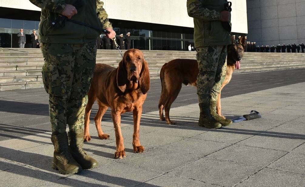 Max es una perrita de raza Boodhound y Ecko de raza Pastor belga malinois. Foto: Semar
