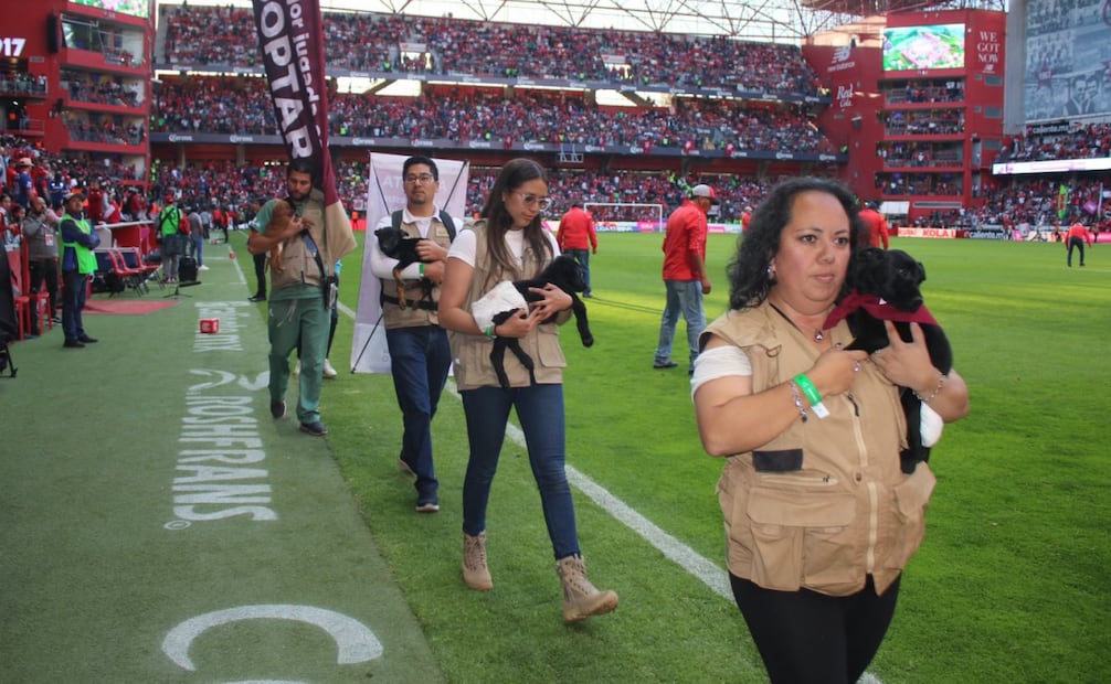 Gobierno del Edomex impulsa adopción de mascotas en Toluca; instalarán módulo en el estadio Nemesio Diez.
Foto: Especial.