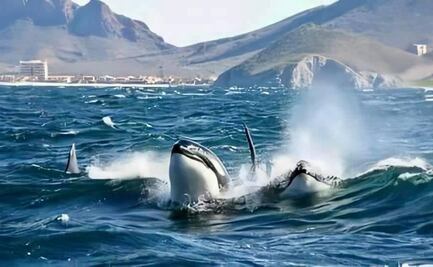 No es chistorete: Propone Morena cambiar nombre al Mar de Cortés