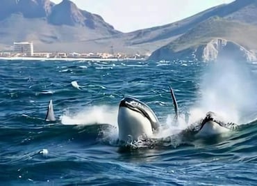 No es chistorete: Propone Morena cambiar nombre al Mar de Cortés