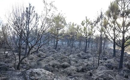 Más de 80 elementos combaten incendio forestal de Tlacotepec, Toluca