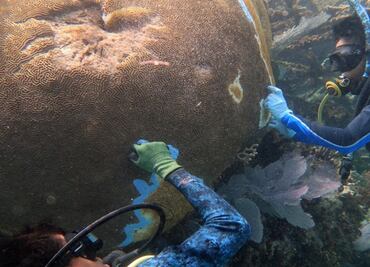 Nueva enfermedad provoca muerte de arrecifes en Quintana Roo