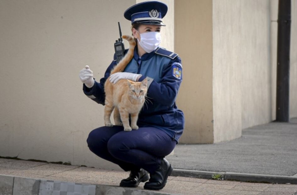 ¿El coronavirus se transmite de animales a humanos?