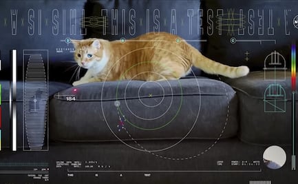 La razón por la que la NASA envió el video de un gato desde el espacio
