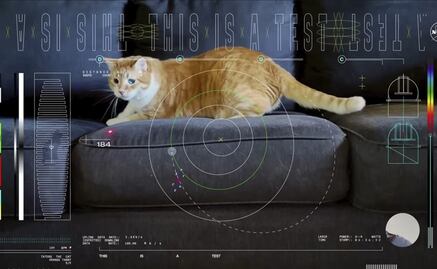 La razón por la que la NASA envió el video de un gato desde el espacio