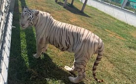 Aseguran 135 animales exóticos en peligro de extinción en Tamaulipas; monos araña y tigres de Bengala, entre la fauna rescatada
