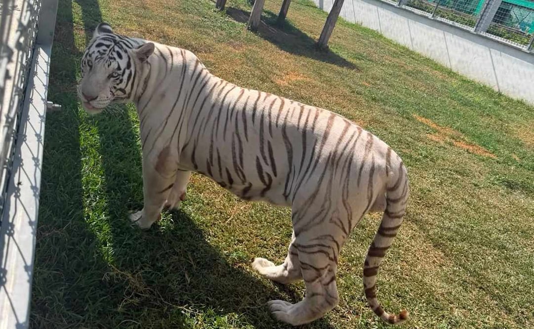 Marina asegura 135 animales exóticos en peligro de extinción en Tamaulipas. Foto: Especial