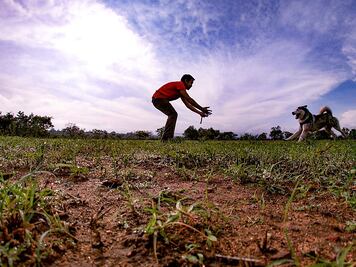 ¿Cuántos animales puede tener a cargo un paseador de perros en CDMX?