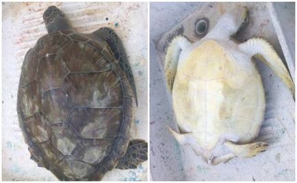 Atienden varamiento de dos tortugas en Veracruz