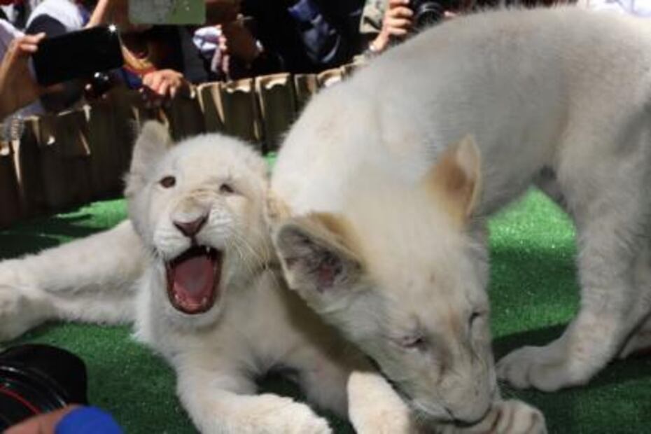 Nacen dos leones blancos en zoológico de Tlaxcala