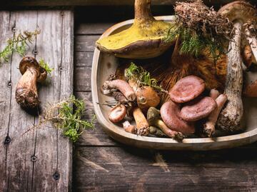 Hongos comestibles que debes de conocer