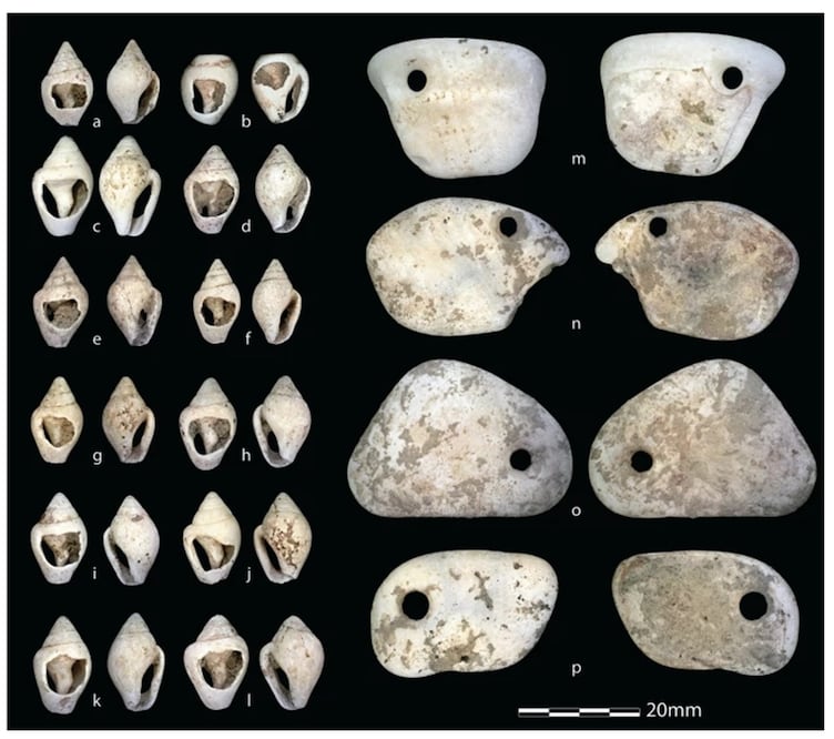 Restos de "Neve". Foto: Nature Scientific Reports