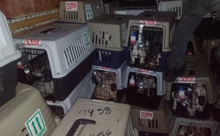 Video. Recuperan a más de 200 perros procedentes de Colombia que fueron robados del AICM 