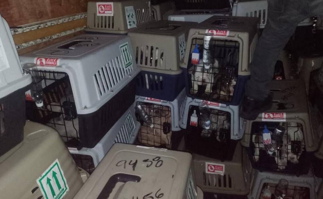 Foto: SSC/El Universal/ La SSC recupero a los caninos en la alcaldía Gustavo A. Madero