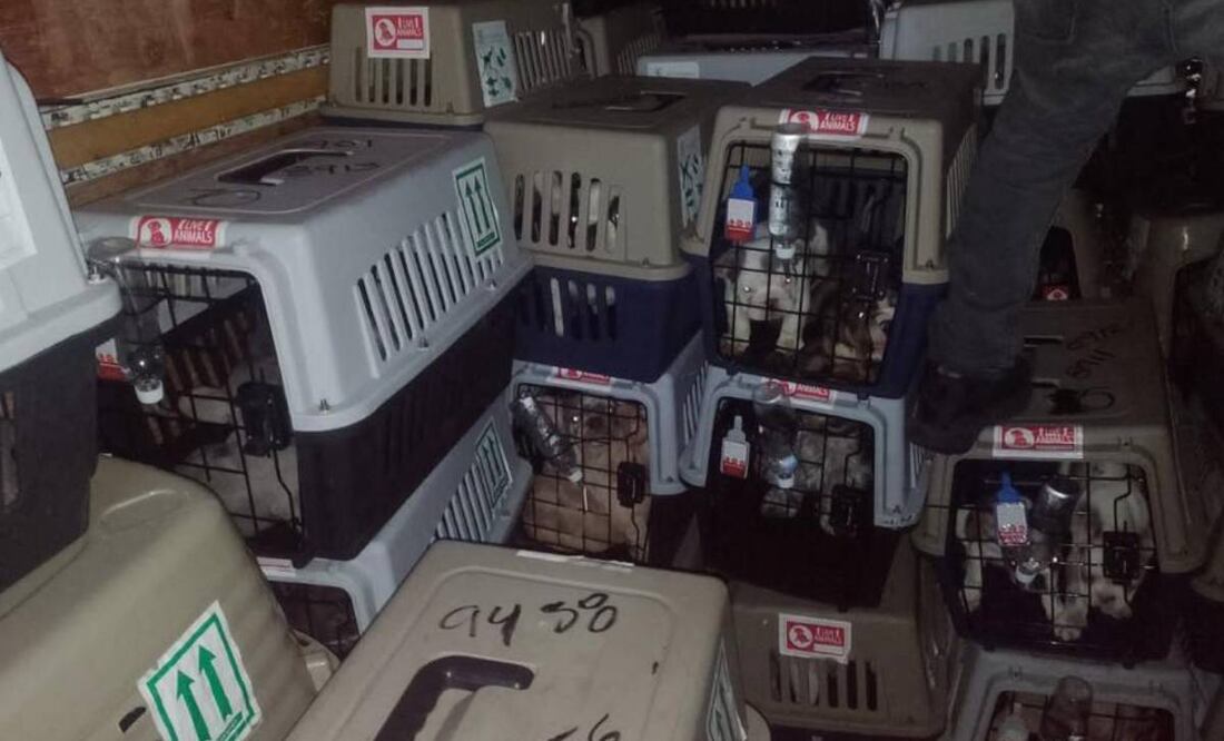 Foto: SSC/El Universal/ La SSC recupero a los caninos en la alcaldía Gustavo A. Madero