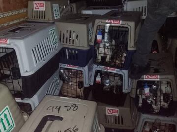 Video. Recuperan a más de 200 perros procedentes de Colombia que fueron robados del AICM