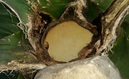 Pulque y curados en Otumba