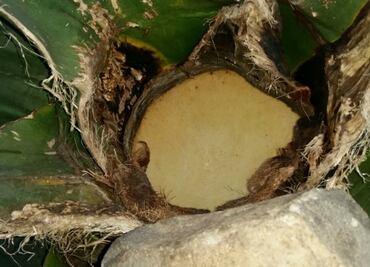 Pulque y curados en Otumba