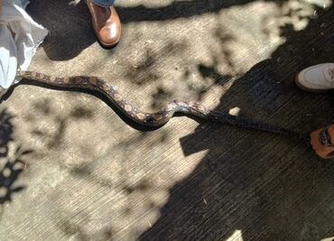 Hay una serpiente en mi... ¿vecindario? Niño encuentra reptil en calles de Toluca