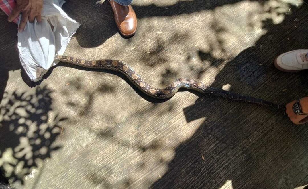 La Dirección de Medio Ambiente entregó el animal a especialistas del Zoológico de Zacango para su adecuada atención. Foto: Especial 