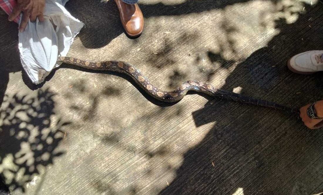 La Dirección de Medio Ambiente entregó el animal a especialistas del Zoológico de Zacango para su adecuada atención. Foto: Especial