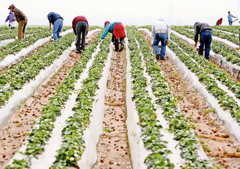 Trabajadores migrantes revisan un campo de fresas en California. Extranjero s pueden tener un empleo temporal con la visa H-2A, para el sector agrícola. FOTO: ARCHIVO. REUTERS