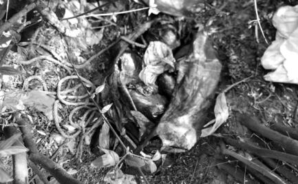 Sube a 218 el número de perros muertos dentro de bolsas en Naucalpan