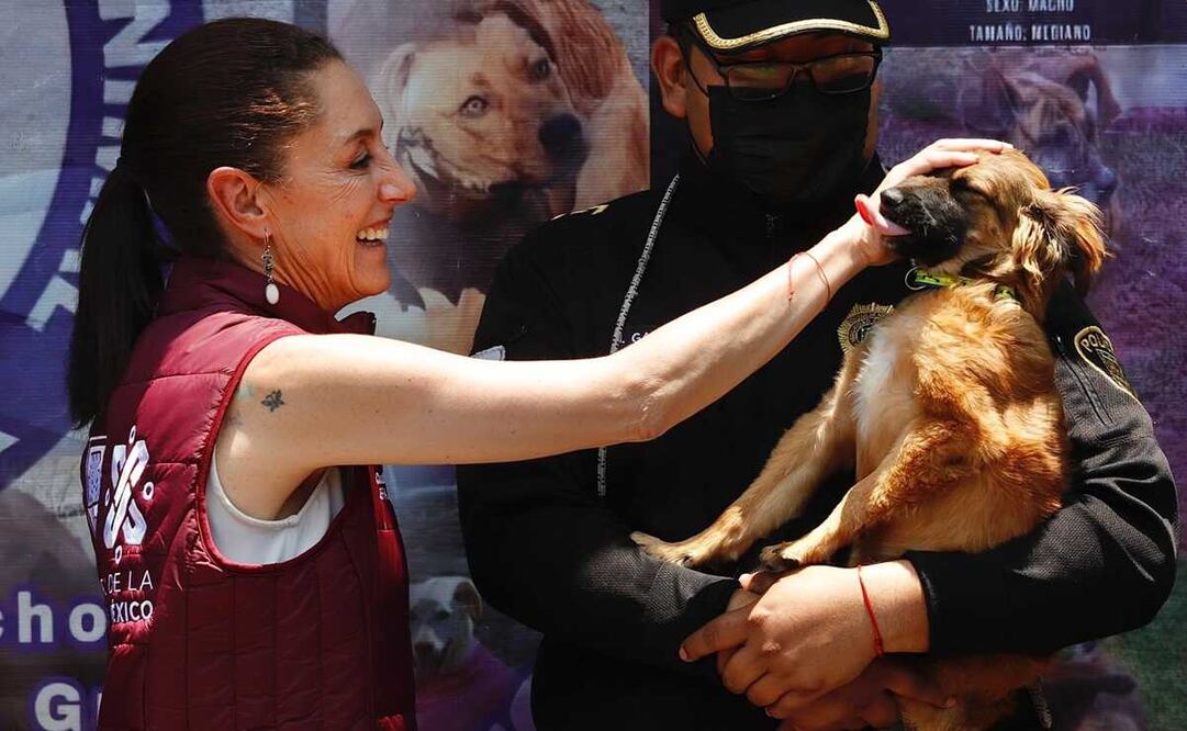 La Jefa de Gobierno de la CDMX paseó y acarició a los perritos que se encuentran en adopción en instalaciones de Brigada de Vigilancia Animal de la SSC. Foto: Berenice Fregoso / El Universal