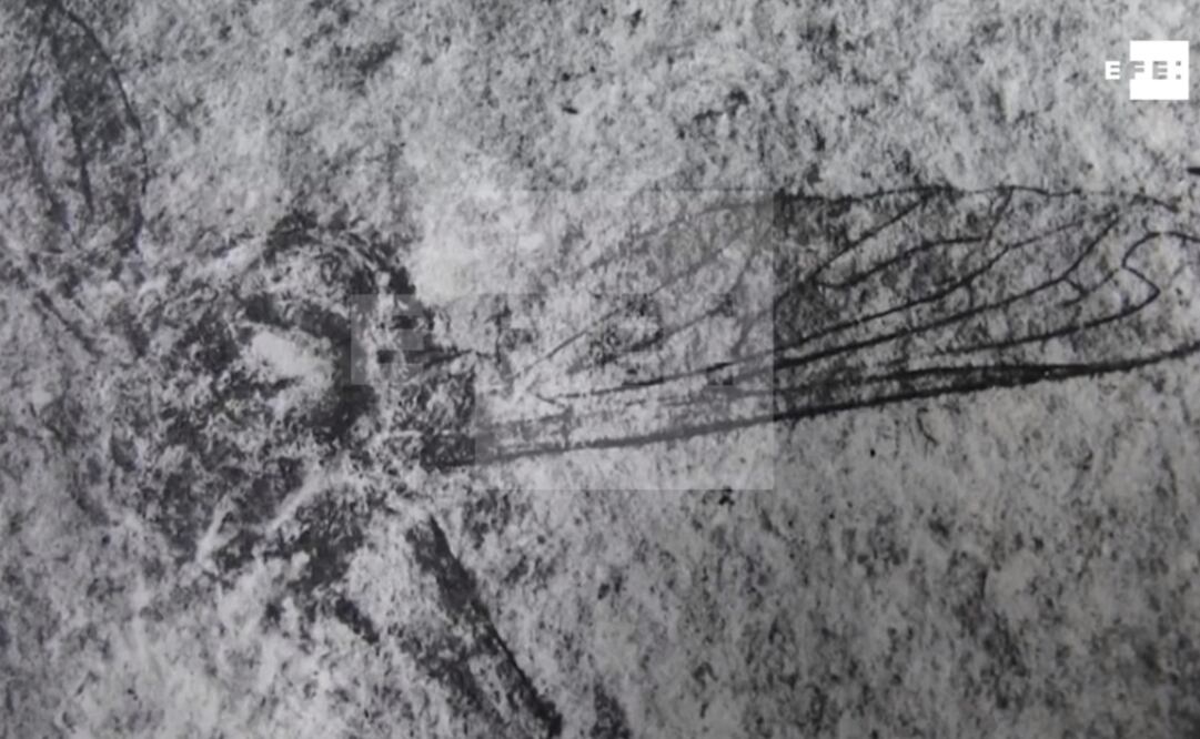 En Chiapas encontraron los fósiles de una mosca y un pez de hace millones de años. Foto: Captura YouTube / Agencia EFE