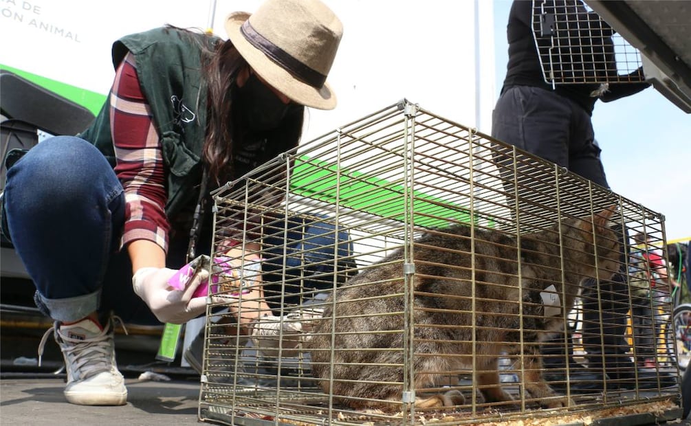 Venta de animales en el Mercado de Sonora. Foto: Cuartoscuro/El Universal