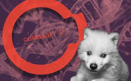 Edición genética y madres caninas; así “des-extinguieron” al “lobo terrible"