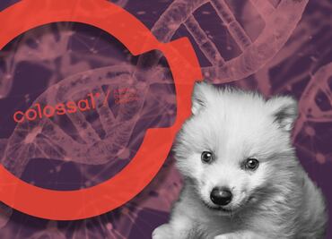 Edición genética y madres caninas; así “des-extinguieron” al “lobo terrible"