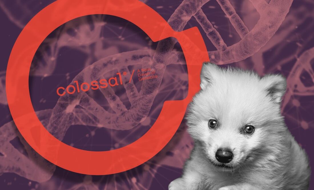 Rómulo, Remo y Khaleesi son el primer proyecto exitoso de Colossal, empresa estadounidense dedicada a la biotecnología e ingeniería genética. Foto: Especial