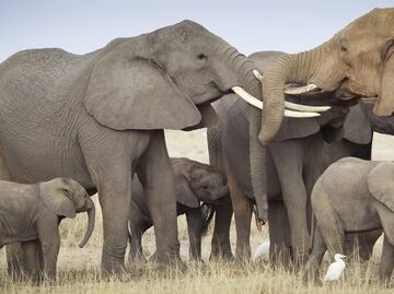 El calentamiento global podría acabar con los animales