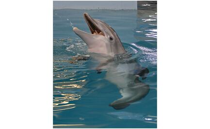 Muere la delfín discapacitada Winter, inspiradora del filme "Dolphin Tale"