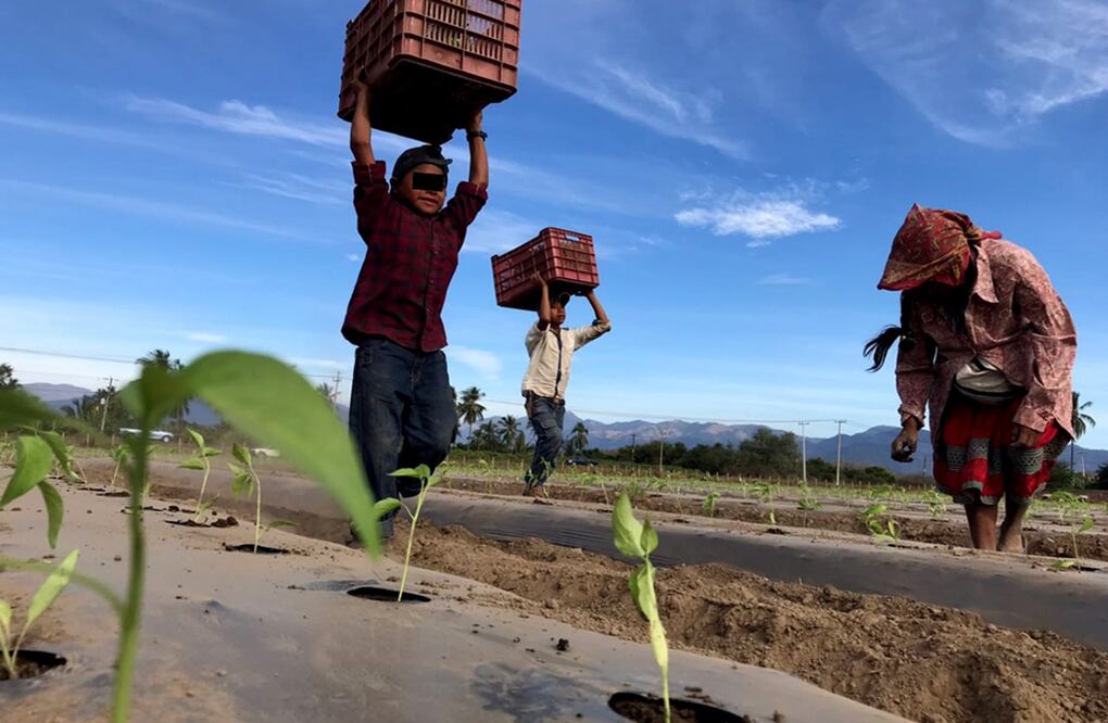 El lodo es la alfombra áspera y pegajosa sobre la que caminan los pies descalzos y maltratados de los niños; la zanja de riego agrícola ubicada en la orilla del campamento es su alberca, sus regaderas y el lavadero para sus madres. 