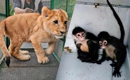 Llevan a un lugar seguro a 19 animales rescatados del "zoológico del huachicol"; un jaguar, monos y loros, entre las especies