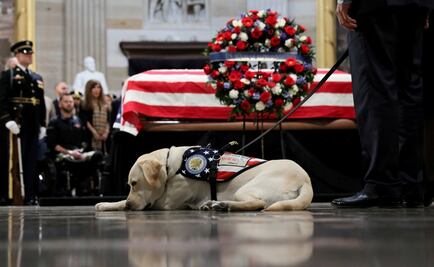 Encuentran nueva misión a “Sully”, perro del expresidente George H.W. Bush