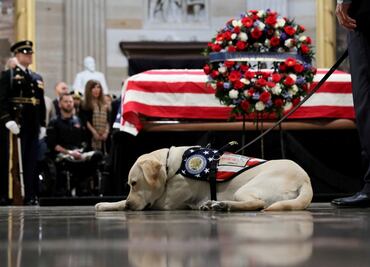 Encuentran nueva misión a “Sully”, perro del expresidente George H.W. Bush