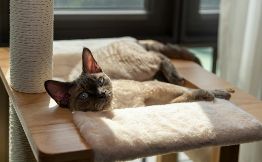 Los rascadores y juguetes ayudarán a que tu michi no solo dependa de la ventana para entretenerse. Foto: Canva
