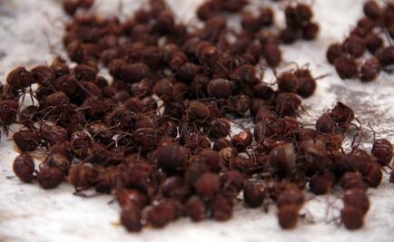 Revelan que nuestros primeros ancestros comían insectos