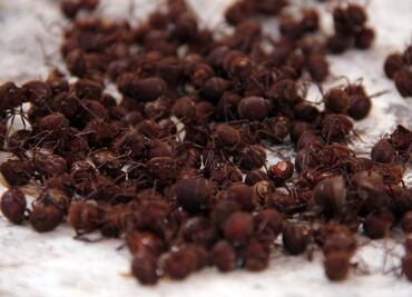 Revelan que nuestros primeros ancestros comían insectos