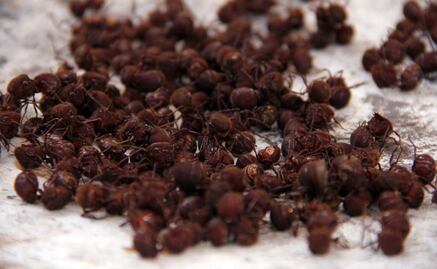 Revelan que nuestros primeros ancestros comían insectos