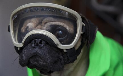 ¿Los perros, una alternativa a las pruebas para detectar el Covid-19?