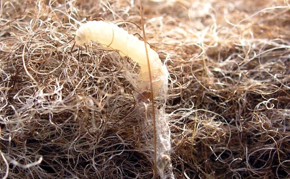 Pequeños y hasta inofensivos, así lucen los gusanillos que se alimentan de textiles: se trata de las larvas de la polilla, en especial las conocidas como Tineolla Bisseliella. Foto: Wikimedia Commons.